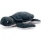 Jucarie plus Simba Disney National Geographic Turtle 25 cm